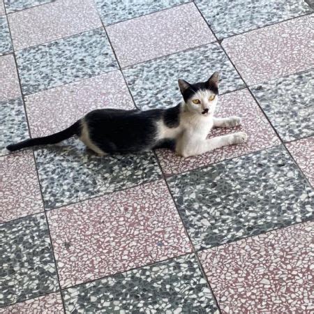 流浪貓生小貓|臺北市動物保護處